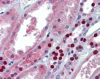 Anti-MPDZ antibody, Internal used in IHC (Paraffin sections) (IHC-P). GTX46953