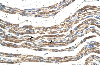 Anti-PANX2 antibody, N-term used in IHC (Paraffin sections) (IHC-P). GTX46957