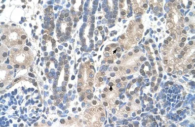Anti-FAM174B antibody, C-term used in IHC (Paraffin sections) (IHC-P). GTX46959