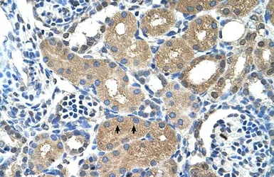 Anti-PPAP2A antibody, N-term used in IHC (Paraffin sections) (IHC-P). GTX46964
