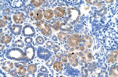 Anti-C5ORF4 antibody, N-term used in IHC (Paraffin sections) (IHC-P). GTX46976