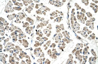 Anti-EGFL8 antibody, C-term used in IHC (Paraffin sections) (IHC-P). GTX46979