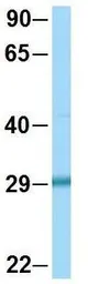Anti-EGFL8 antibody, C-term used in Western Blot (WB). GTX46979