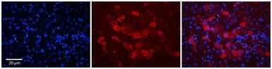 Anti-WDR23 antibody, N-term used in IHC (Paraffin sections) (IHC-P). GTX46981