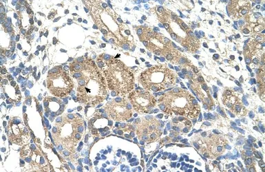 Anti-BSDC1 antibody, N-term used in IHC (Paraffin sections) (IHC-P). GTX47005