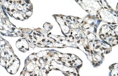 Anti-FLJ20489 antibody, C-term used in IHC (Paraffin sections) (IHC-P). GTX47007