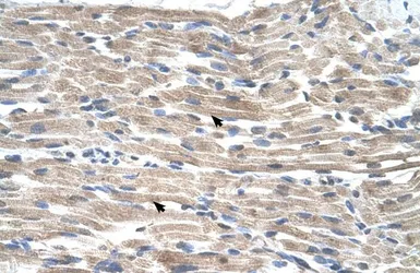 Anti-BMP2K antibody, C-term used in IHC (Paraffin sections) (IHC-P). GTX47013