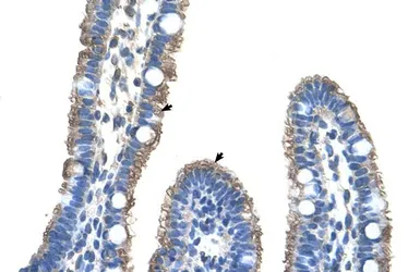 Anti-C9ORF127 antibody, Internal used in IHC (Paraffin sections) (IHC-P). GTX47016