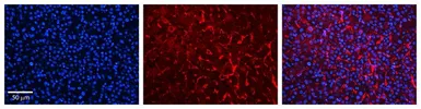 Anti-RHOD antibody, C-term used in IHC (Paraffin sections) (IHC-P). GTX47030