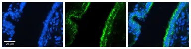 Anti-RHOD antibody, C-term used in IHC (Paraffin sections) (IHC-P). GTX47030