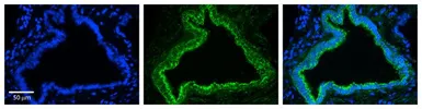 Anti-RHOD antibody, N-term used in IHC (Paraffin sections) (IHC-P). GTX47031