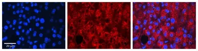 Anti-RHOD antibody, N-term used in IHC (Paraffin sections) (IHC-P). GTX47031