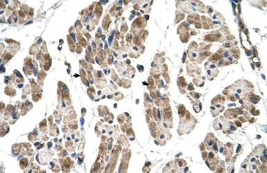Anti-ITGB1BP2 antibody, N-term used in IHC (Paraffin sections) (IHC-P). GTX47041