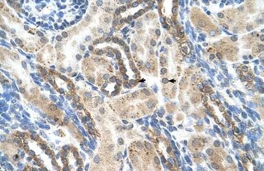 Anti-PSG1 antibody, N-term used in IHC (Paraffin sections) (IHC-P). GTX47046