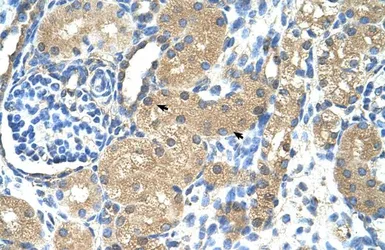 Anti-TNNI1 antibody, N-term used in IHC (Paraffin sections) (IHC-P). GTX47077