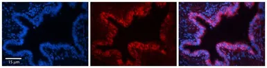 Anti-SQLE antibody, C-term used in IHC (Paraffin sections) (IHC-P). GTX47082