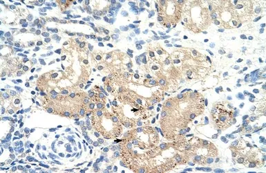 Anti-DLAT antibody, N-term used in IHC (Paraffin sections) (IHC-P). GTX47093