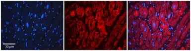 Anti-LSS antibody, Internal used in IHC (Paraffin sections) (IHC-P). GTX47108