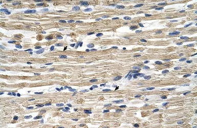 Anti-GSTM2 antibody, N-term used in IHC (Paraffin sections) (IHC-P). GTX47111