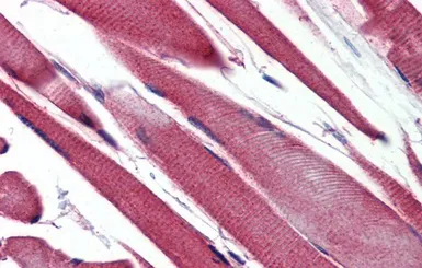 Anti-GSTM2 antibody, N-term used in IHC (Paraffin sections) (IHC-P). GTX47111