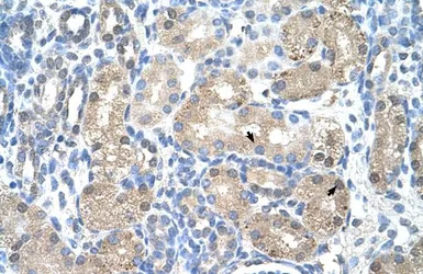 Anti-UROD antibody, N-term used in IHC (Paraffin sections) (IHC-P). GTX47125