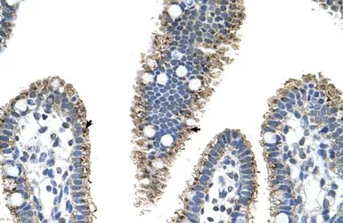 Anti-PRODH2 antibody, C-term used in IHC (Paraffin sections) (IHC-P). GTX47135