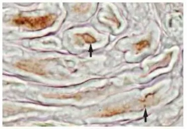 Anti-MFAP4 antibody, N-term used in IHC (Frozen sections) (IHC-Fr). GTX47153