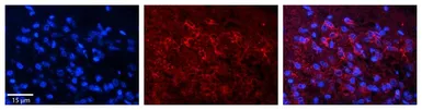 Anti-DND1 antibody, C-term used in IHC (Paraffin sections) (IHC-P). GTX47185