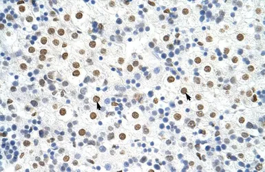 Anti-HNRPA3 antibody, N-term used in IHC (Paraffin sections) (IHC-P). GTX47187