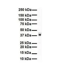 Anti-HNRPA3 antibody, N-term used in Western Blot (WB). GTX47187