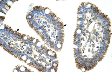Anti-DIS3L2 antibody, N-term used in IHC (Paraffin sections) (IHC-P). GTX47207