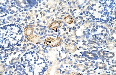 Anti-RBM4B antibody, C-term used in IHC (Paraffin sections) (IHC-P). GTX47242