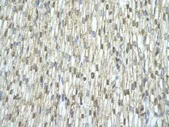 Anti-SLIRP antibody, N-term used in IHC (Paraffin sections) (IHC-P). GTX47244