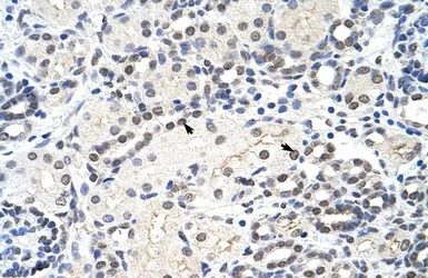 Anti-MRM1 antibody, C-term used in IHC (Paraffin sections) (IHC-P). GTX47250