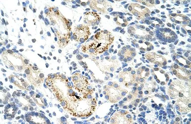 Anti-NOC4L antibody, C-term used in IHC (Paraffin sections) (IHC-P). GTX47257