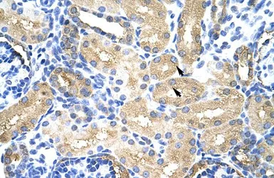 Anti-MTHFSD antibody, N-term used in IHC (Paraffin sections) (IHC-P). GTX47261