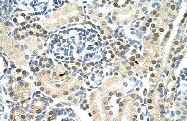 Anti-DAZAP1 antibody, C-term used in IHC (Paraffin sections) (IHC-P). GTX47277