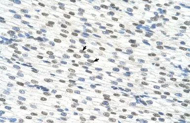 Anti-RBM22 antibody, C-term used in IHC (Paraffin sections) (IHC-P). GTX47285