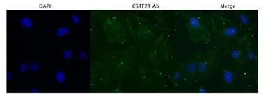 Anti-CSTF2T antibody, C-term used in Immunocytochemistry/ Immunofluorescence (ICC/IF). GTX47310