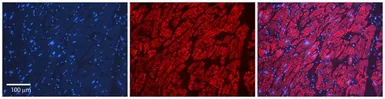 Anti-LSM1 antibody, Internal used in IHC (Paraffin sections) (IHC-P). GTX47320