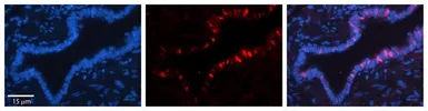 Anti-Exportin T antibody, Internal used in IHC (Paraffin sections) (IHC-P). GTX47330