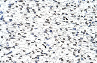 Anti-SURF6 antibody, Internal used in IHC (Paraffin sections) (IHC-P). GTX47336