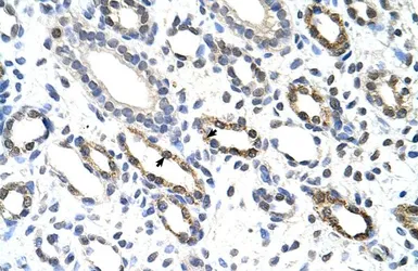Anti-KHDRBS3 antibody, C-term used in IHC (Paraffin sections) (IHC-P). GTX47342