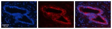 Anti-SLBP antibody, Internal used in IHC (Paraffin sections) (IHC-P). GTX47343