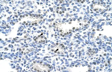 Anti-PAIP1 antibody, C-term used in IHC (Paraffin sections) (IHC-P). GTX47344