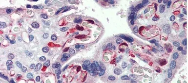Anti-NOL5A antibody, Internal used in IHC (Paraffin sections) (IHC-P). GTX47347