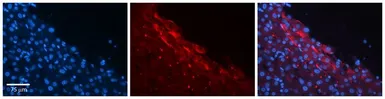 Anti-CTAGE5 antibody, N-term used in IHC (Paraffin sections) (IHC-P). GTX47354