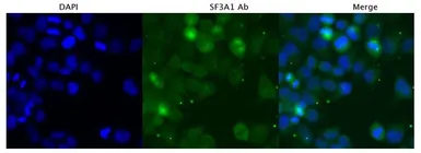 Anti-SF3A1 antibody, N-term used in Immunocytochemistry/ Immunofluorescence (ICC/IF). GTX47357