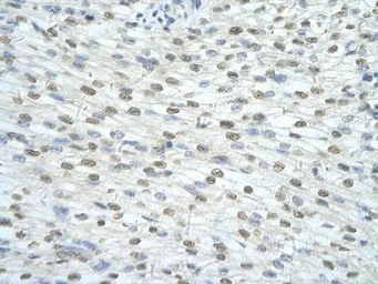 Anti-SF3A1 antibody, N-term used in IHC (Paraffin sections) (IHC-P). GTX47357