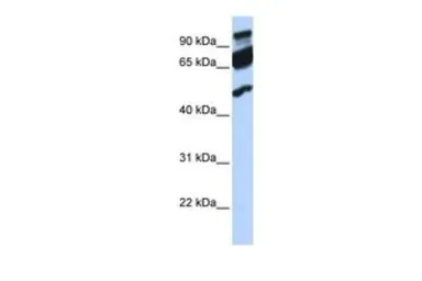 Anti-ERAL1 antibody, Internal used in Western Blot (WB). GTX47359